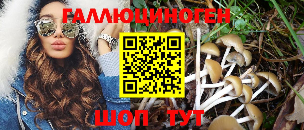 Псилоцибиновые грибы Psilocybine cubensis Кировск